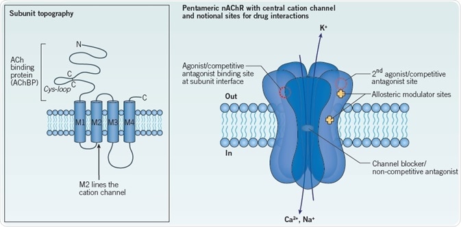 General structure of a nAChR constitute a principal agonist binding site in neuronal nAChRs.