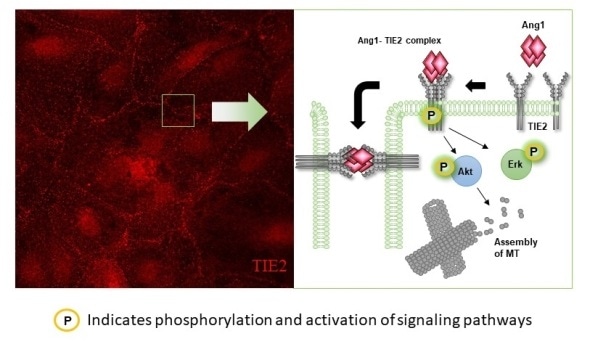 NUS scientists discover control mechanism that regulates traffic across blood vessels