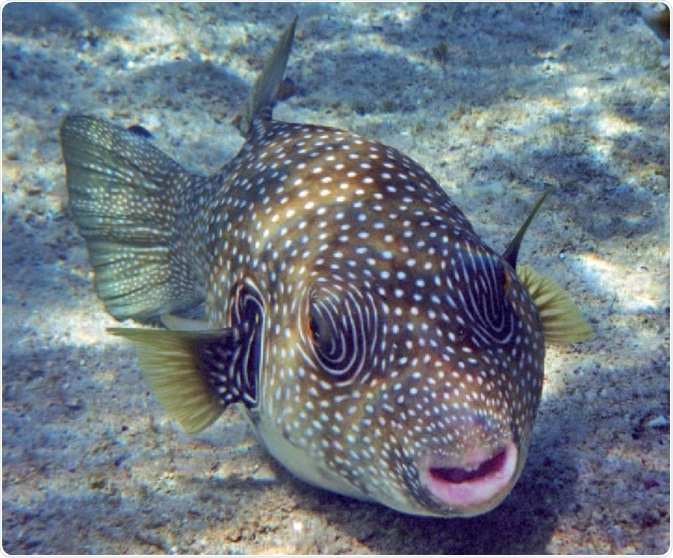 Tetraodontidae – a source of tetrodotoxin. The pufferfish (Tetraodontidae) is a well known source of tetrodotoxin. Although tetrodotoxin was originally discovered in these fish, it is actually produced by symbiotic bacteria that reside within the liver and other organs of the pufferfish.