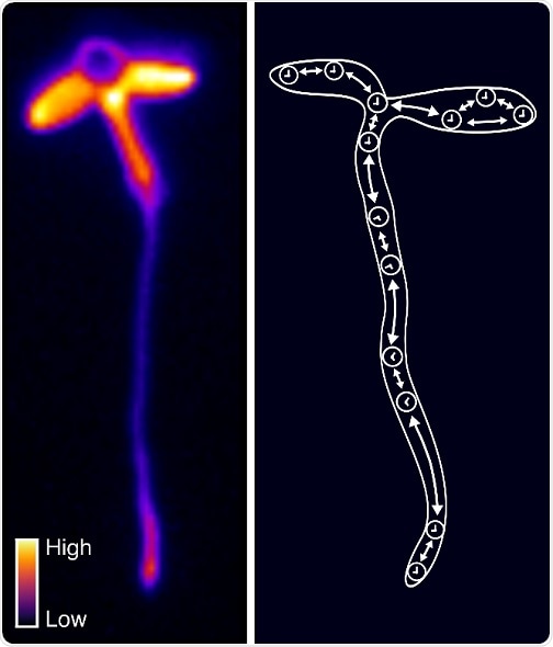 Study shows how plants coordinate their internal circadian clocks