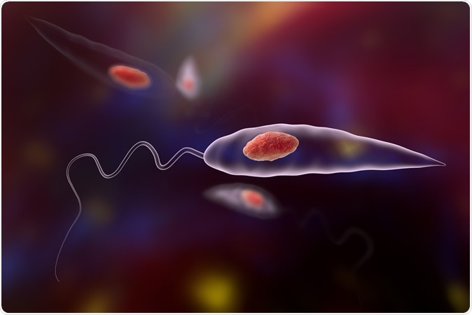 Leishmania parasites which cause leishmaniasis, 3D illustration - Credit: Kateryna Kon / Shutterstock