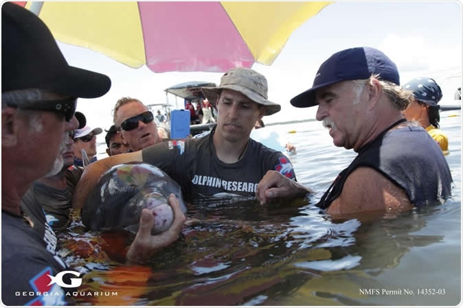 Dr. Gregory Bossart (on the right) examines a dolphin during the Health and Environment Risk Assessment (HERA) project alongside colleagues. Image Credit: Georgia Aquarium/Addison Hill