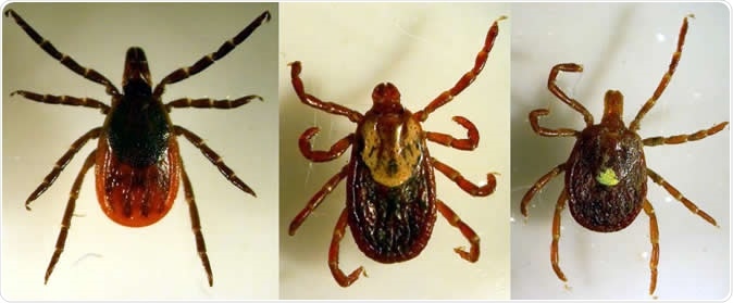 Three primary human-biting tick species present on Long Island were examined in this study. Left -- blacklegged tick also known as the deer tick, middle -- the American dog tick, right -- the lone star tick. Image Credit: Santiago Sanchez-Vicente, Stony Brook University