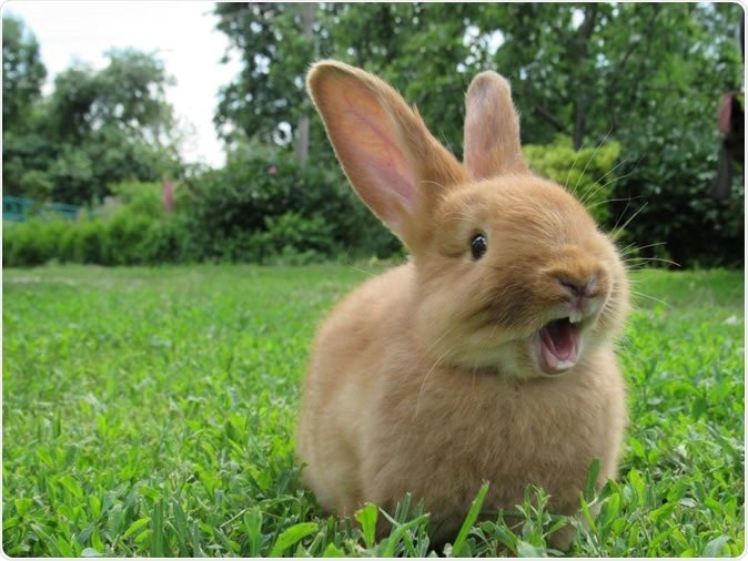 Image Credit: Victoria Paladiy / Shutterstock