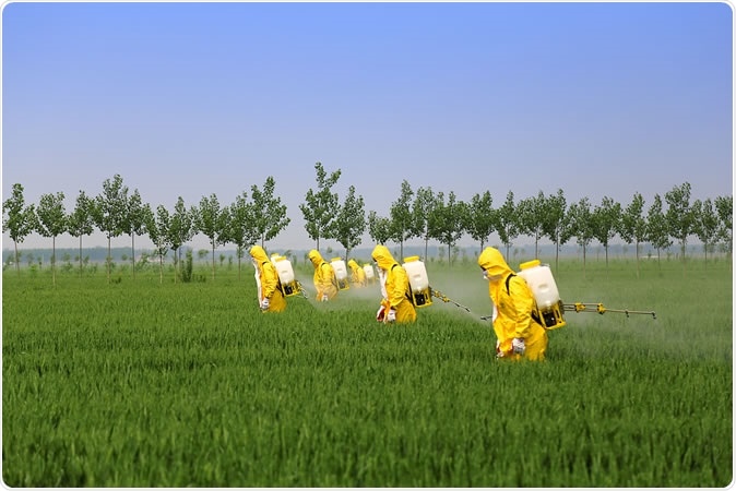 Farmers spraying pesticide in wheat field. Image Credit: Jinning Li / Shutterstock