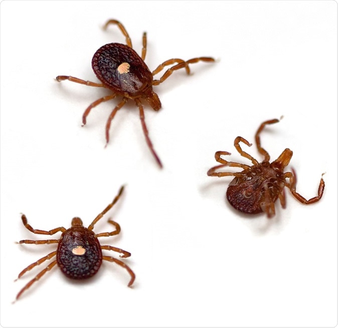 Lone Star Ticks (Amblyomma americanum). Image Credit: Melinda Fawver / Shutterstock