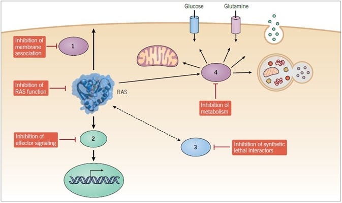 Anti-RAS therapeutic approaches. Direct and indirect strategies are being pursued to develop small molecule inhibitors of mutant RAS function. Indirect approaches include inhibitors of (1) proteins that facilitate RAS membrane association, (2) downstream effectors, (3) synthetic lethal interactors of mutant RAS and (4) modulators of RAS-dependent metabolic activities.