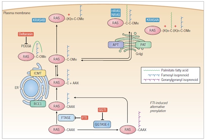 RAS effectors