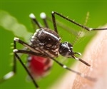 Study reveals distinct infection strategies of Zika and dengue viruses
