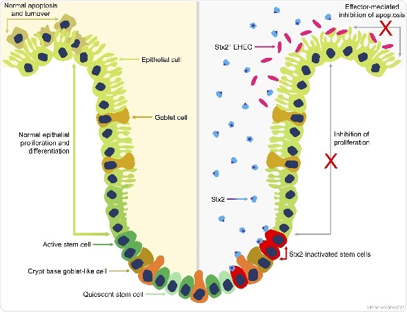 Toxin may play key role in promoting transmission of deadly E. coli strains in cattle