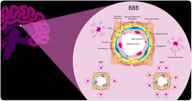This illustration shows the components of the blood-brain barrier, a collection of blood vessels that filters what goes in and out of the brain. The blood-brain barrier is the greatest obstacle when it comes to treating cancer that has spread to the brain. Image Credit: Daniel Hertzberg / Shutterstock
