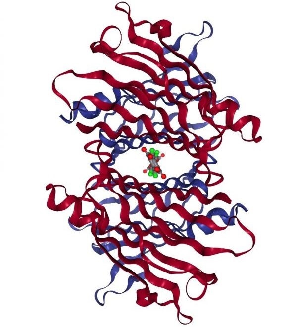 Structure of WT TTR complexed with tafamidis. Source: PDB ID: 3TCT.31