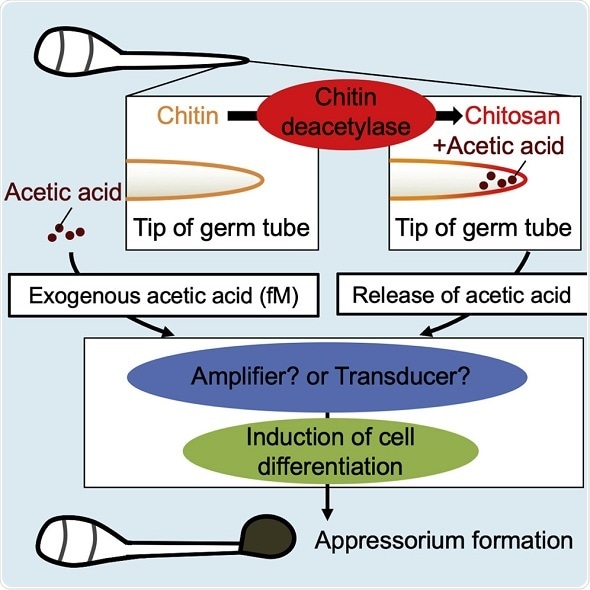 Study uncovers how rice blast fungus uses its own cell wall to launch an attack