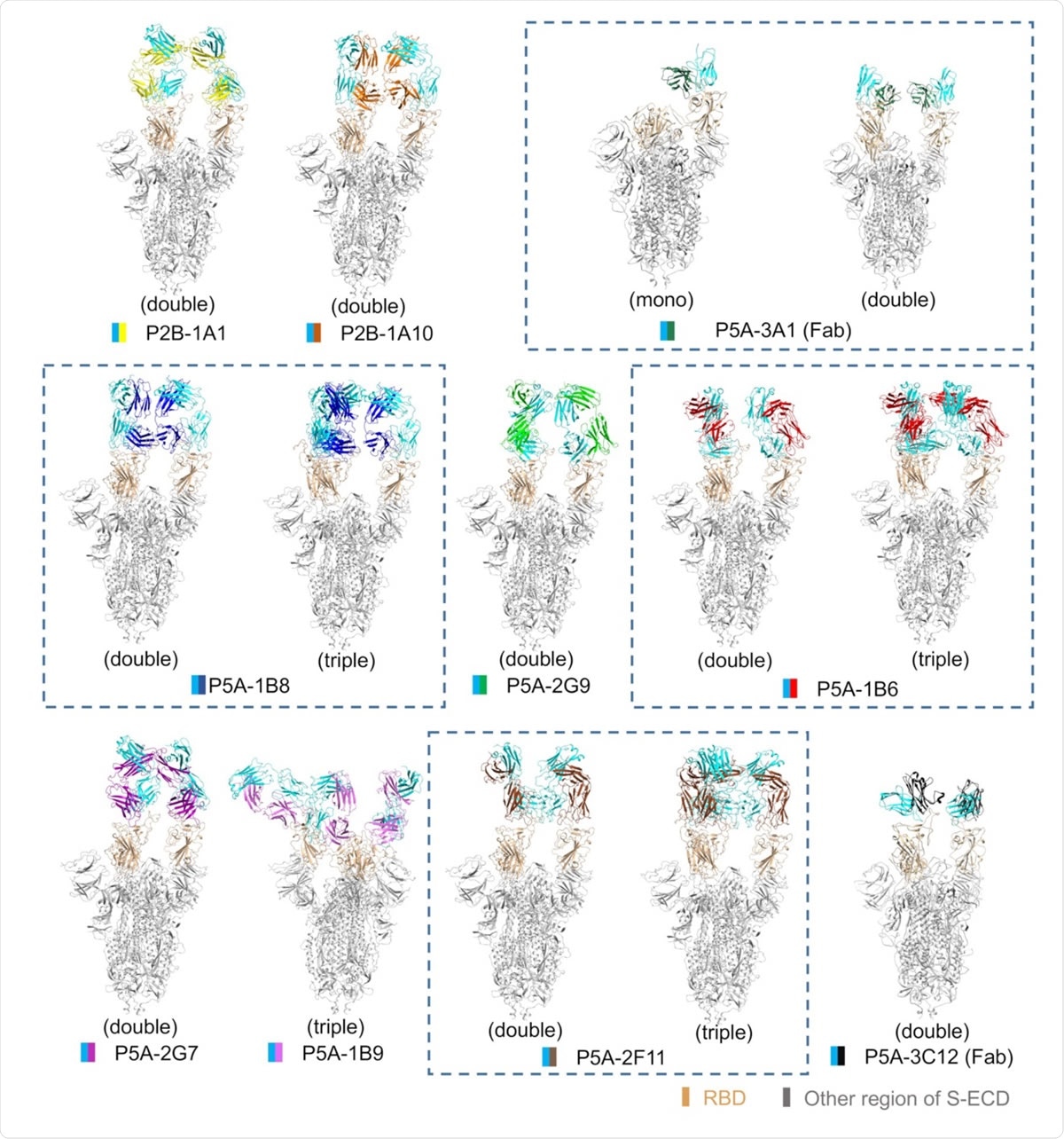 All solved structures of nAbs in complex with S protein. The domain-colored models of the all complex are shown here. The structures containing different number of the same nAb are boxed with blue dash line. The structures are labelled according to the number of RBD bound with nAb as mono (1 RBD), double (2 RBDs) or triple (3 RBDs) binding, respectively.