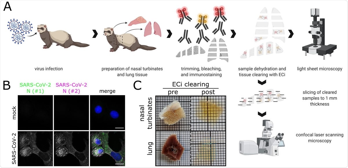 Workflow for correlative LSFM-CLSM of SARS-CoV-2-infected ferret tissues. (A) Nasal conchae and lungs tissue from SARS-CoV-2-infected ferrets were collected, trimmed, and immunostained against SARS-CoV-2 N protein. Fully dehydrated and optically transparent samples were acquired in toto with a light sheet microscope and subsequently subsectioned to 1 mm-thick sections for correlative confocal laser-scanning microscopy. (B) Representative immunostaining for SARS450 CoV-2 N in infected VeroE6 cells using a commercially available polyclonal anti SARS-CoV N serum (#1, green) and a monoclonal anti-SARS-CoV N mix (#2, magenta) confirms antibody specificity. Blue: Hoechst33342. Scale bars = 15 µm. (C) Representative ferret respiratory tract samples before (left) and after (right) immunostaining and ECi-based optical clearing. The photographs from the lung sections (bottom) show two independent samples. Edge length of grid square: 1 mm.