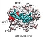 Scientists compare ACE2 interaction with SARS-CoV-2 across species