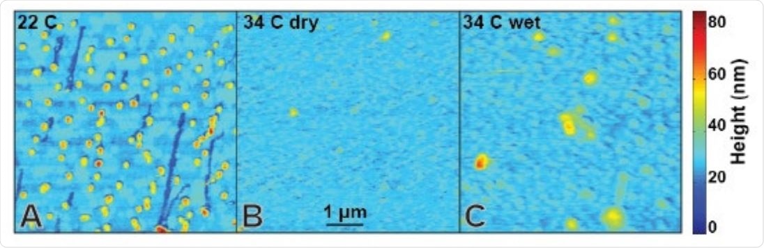 Sars-CoV-2 VLP stability as a function of environmental conditions. (A) VLPs are stable for hours on glass surfaces at room temperature under dry conditions. (B) VLPs imaged at 34 °C under dry conditions show high background noise and negligibly few features consistent with (A). MT washout sites can only be identified via high contrast enhancement (Fig. S1) and spatial peaks indicative of VLPs are rare and fragile (Fig. 2). (C) VLPs incubated at 34 °C in solution and imaged at room temperature are more consistent with (A) but also reveal widespread VLP disruption.