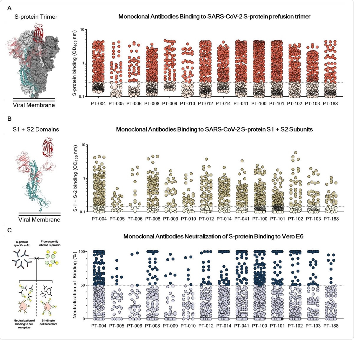 Identification and characterization of SARS-CoV-2 S-protein specific mAbs. (A) The graph shows supernatants tested for binding to the SARS-CoV-2 S-protein stabilized in its prefusion conformation. Threshold of positivity has been set as two times the value of the blank (dotted line). Red dots represent mAbs which bind to the S-protein while pink dots represent mAbs which do not bind. (B) The graph shows supernatants tested for binding to the SARS-CoV-2 S-protein S1 + S2 subunits. Threshold of positivity has been set as two times the value of the blank (dotted line) Darker dots represent mAbs which bind to the S1 + S2 while light yellow dots represent mAbs which do not bind. (C) The graph shows supernatants tested by NoB assay. Threshold of positivity has been set as 50% of binding neutralization (dotted line). Dark blue dots represent mAbs able to neutralize the binding between SARS-CoV-2 and receptors on Vero E6 cells, while light blue dots represent non-neutralizing mAbs. The total number (N) of S-protein specific supernatants screened by NoB assay is shown for each donor.