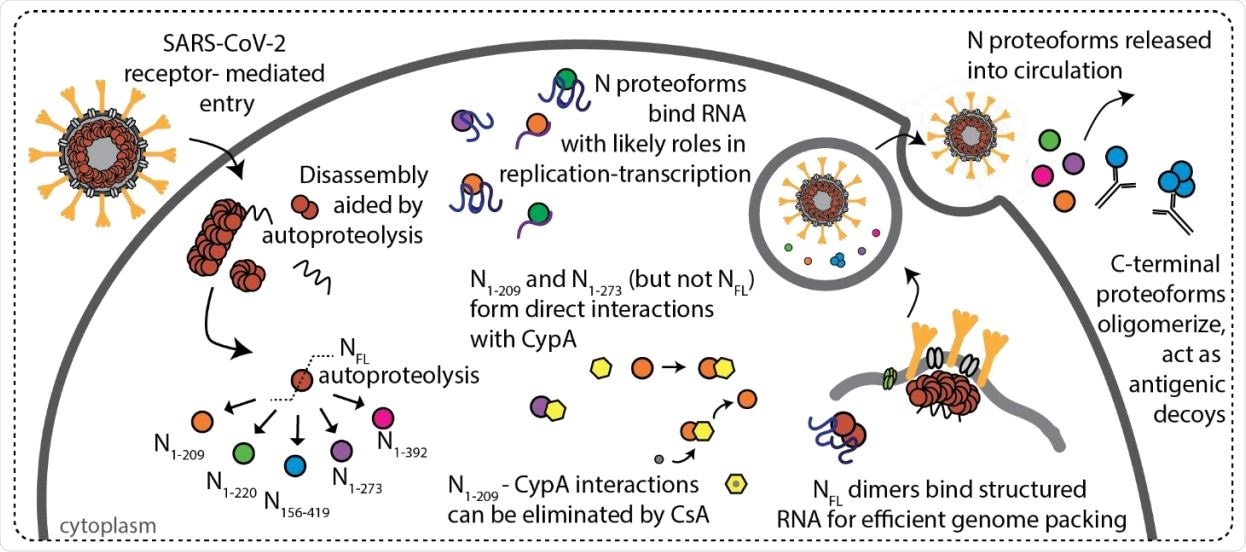 Scheme depicting features of SARS-CoV-2 N protein during infection. N protein undergoes autoproteolysis in a highly specific fashion to produce N1-209, N1-220, N1-273, N156-419, and N1-392. NFL and N proteoforms bind RNA with a preference for structured RNA and NFL dimers are likely functional unit of assembly in ribonucleoprotein complexes. Immunophilin CypA binds directly to N1-209 and N1-273, but not NFL or N1-220, and the interaction can be inhibited through addition of cyclosporin A (CsA). N156-419 is readily detectable by antibodies, suggesting a role in immune evasion via the formation of antigenic decoys.