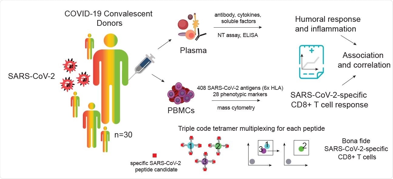 Identification and characterization of SARS-CoV-2-specific CD8+ T cells from SARS-CoV-2 convalescent donors. A) Visualization and schematic overview of the experimental workflow. SARS-CoV2-specific CD8+ T cells were identified and simultaneously characterized in PBMCs from convalescent donors by screening a total of 408 SARS-CoV-2 candidate epitopes across six HLAs using a mass cytometry based highly multiplexed tetramer staining approach. Frequencies and phenotypic profiles of SARS-CoV-2-specific T cells were associated and correlated with the cross-sectional sample-specific humoral response and inflammation parameters.