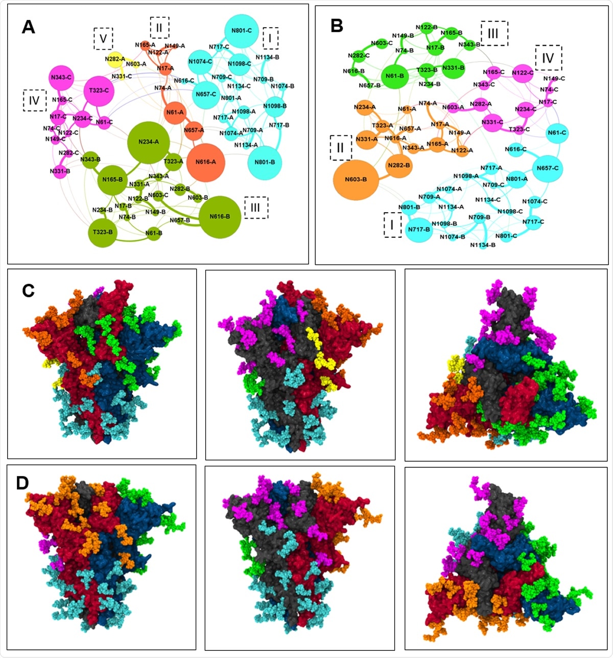A) microdomains in the open state of spike head with each microdomain color-coded. Glycan are connected through and the thickness of the edge shows the edge weight. B) microdomains in the closed state of spike head. C) microdomains color coded on the spike protein in open state D) microdomains in the closed state of spike head.