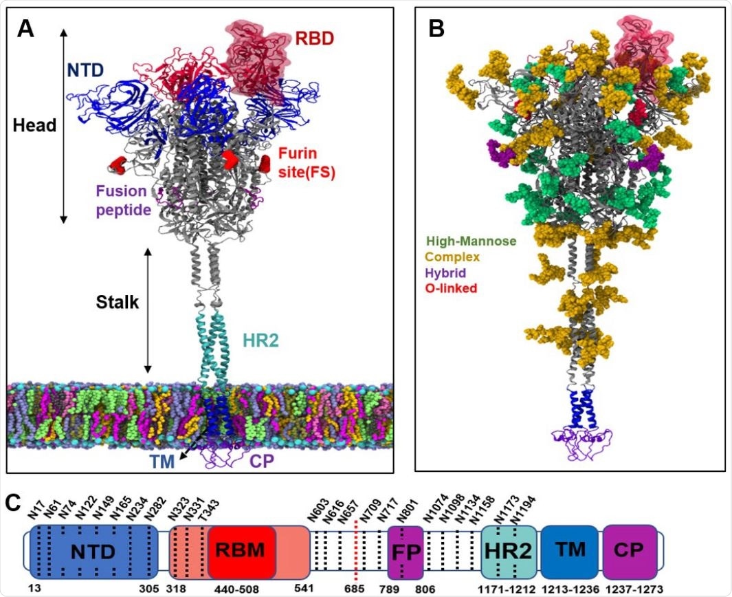 Structure of spike protein and its glycosylation pattern. (a) Different regions of spike protein including N-terminal domain (NTD), receptor binding domain (RBD), Furin cleavage site for cleaving between S1 and S2 subdomains (FS), Fusion peptides (FP), Heptad repeat (HR2), transmembrane (TM) and cytoplasmic (CP) regions. The spike protein is divided into a head and a stalk region. (b) Glycans on the spike protein color-coded based on their types. (c) Sequence of full-length spike protein with domain assignments.