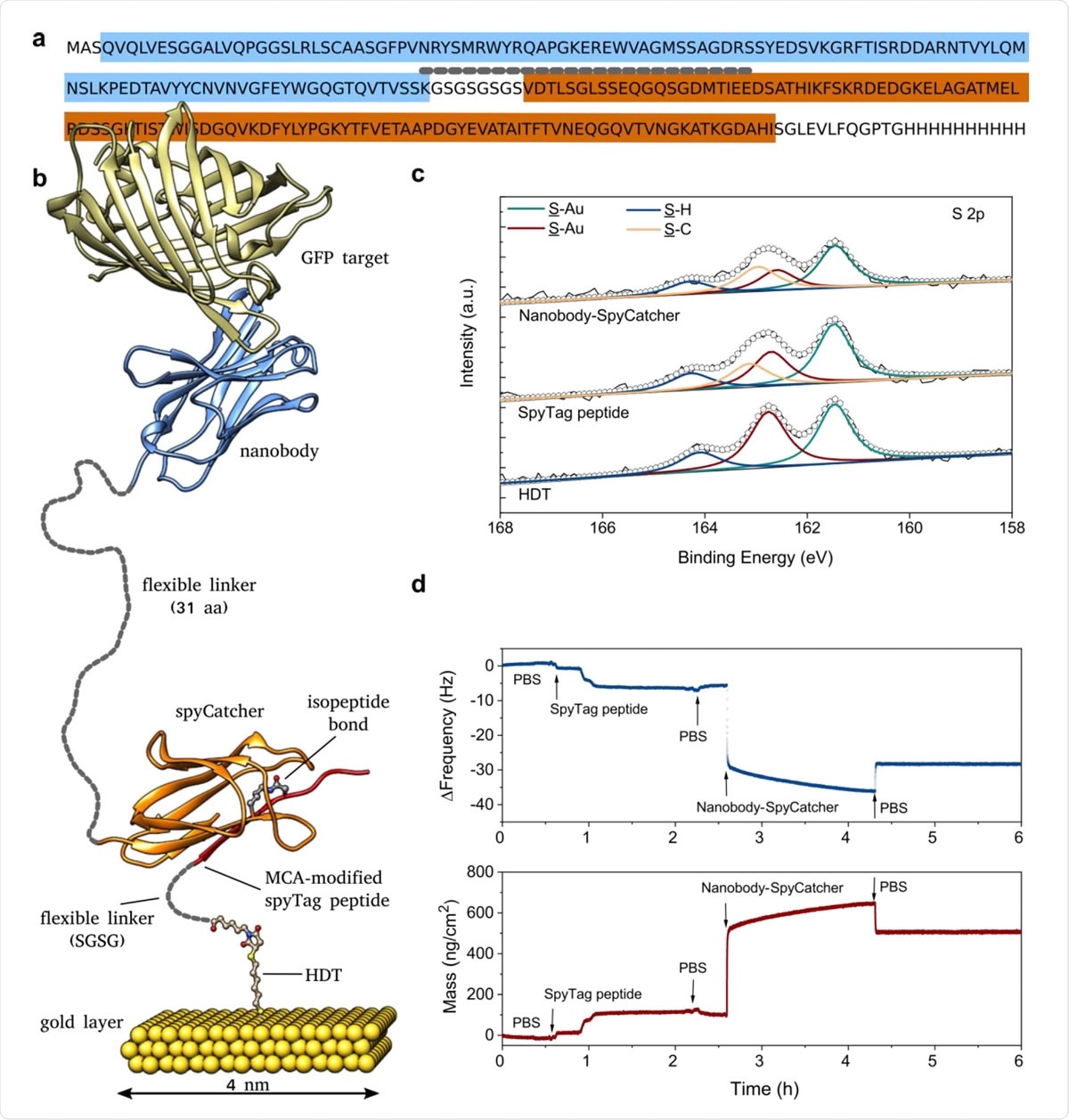 Design and characterization of the biofunctionalized gold electrode. a) Annotated sequence of the recombinant fusion protein combining a nanobody recognition module (blue) with the SpyCatcher domain (brown) with an intervening flexible linker (short-dashed line). b) Structural model of the complete biorecognition layer assembled from HDT and SpyTag (Chem-SAM) and nanobody-SpyCatcher fusion protein (Bio-SAM) (based on PDB structures 4MLI and 3OBO). Unstructured, flexible linker regions are indicated by short-dashed lines drawn to scale. c) High resolution S 2p XPS spectra of the gold electrode recorded after immobilization of HDT, SpyTag peptide, and the nanobody-SpyCatcher protein using final conditions with BSA added to the immobilization. d) QCM-D profile measuring the coupling of SpyTag peptide and nanobody-SpyCatcher fusion protein (without BSA) in real-time, starting from an HDT-coated gold electrode.