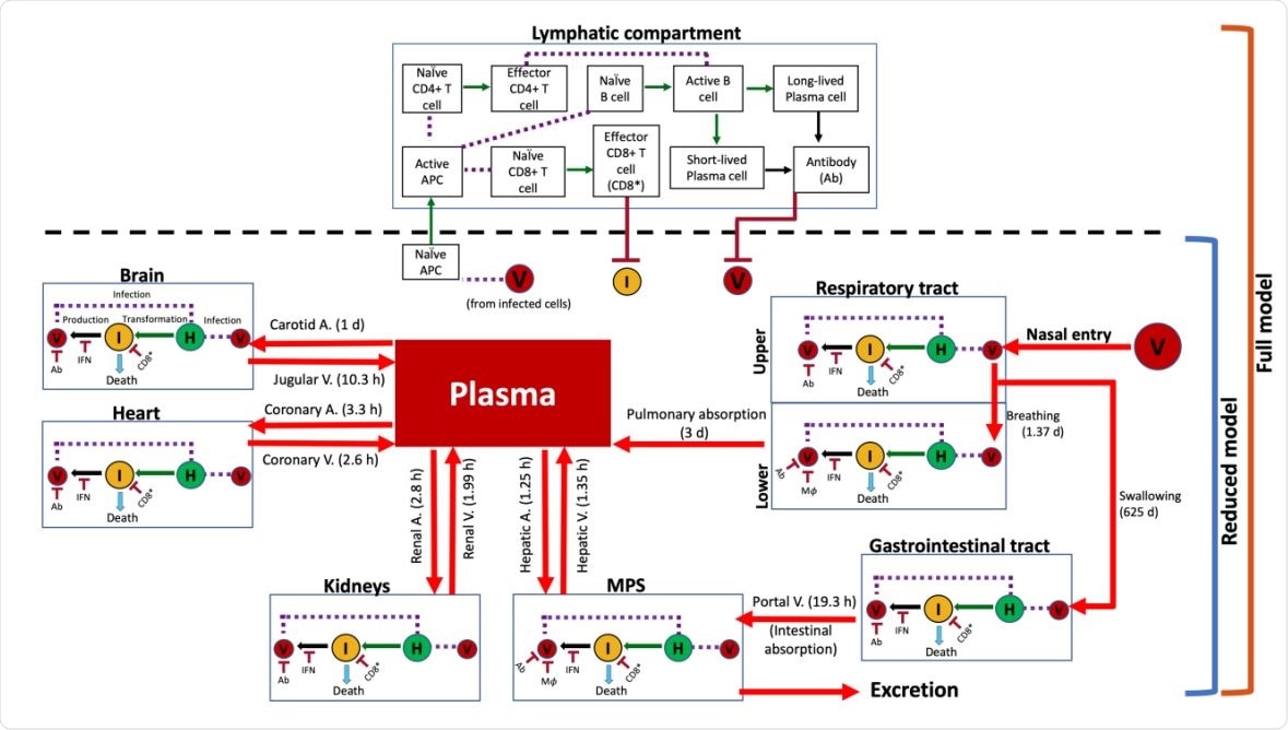 Model schematic showing system interactions. Connectivity diagram between compartments indicating viral transport mechanisms, cell populations, immune system agents, and their interactions. Estimated characteristic times of the various transport processes are given in parentheses alongside red arrows. Notation: (V) virus, (H) healthy cells, (I) infected cells, (IFN) interferon, (Ab) antibody, (CD8* ) effector CD8+ cells, and (APC) antigen presenting cells. Solid red arrows indicate transport of virus; solid green arrows indicate transformation of a cell into another type; solid black arrows indicate production of an agent; purple dashed lines indicate interaction between two agents; and solid dark red arrows with a flat head indicate inhibition.