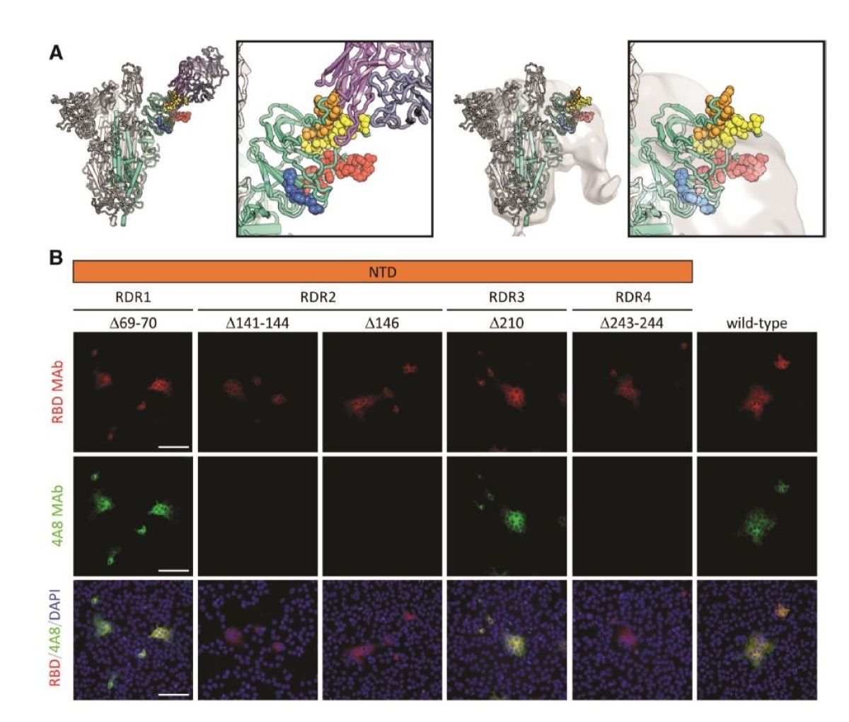 Deletions in the spike NTD alter its antigenicity. RDRs map to defined antigenic sites. A.Top: A structure of antibody 4A8 (16) (PDB: 7C21) (purples) bound to one protomer (green) of aSARS-CoV-2 spike trimer (grays). RDRs 1-4 are colored red, orange, blue, and yellow, respectively, and shown in spheres. The interaction site is shown at right. Bottom: The electron microscopy density of COV57 serum Fabs (20) (EMDB emd_22125) fit to SARS-CoV-2 Spike trimer (PDB: 7C21). The same view of the interaction site is provided at right. B. S protein distribution in Vero E6 cells at 24 h post-transfection with S protein deletion mutants, visualized by immunodetection in permeabilized cells. A monoclonal antibody against SARS-CoV-2 S protein receptor-binding domain 19 (RBD MAb; red) detects all mutant forms of the protein (?69-70, ?141-144, ?146, ?210, ?243-244) and the unmodified protein (wild-type). 4A8 monoclonal antibody (4A8 MAb; green) does not detect mutants containing deletions in RDR2 or RDR4 (?141-144, ?243-244, ?146). Overlay images (RBD/4A8/DAPI) depict co-localization of the antibodies; nuclei were counterstained with DAPI (blue). The scale bars represent 100 µm.