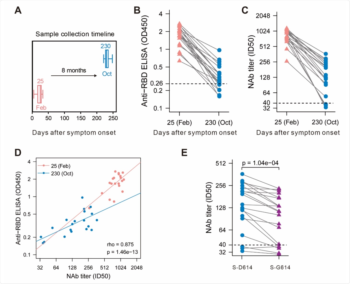 Maintenance of humoral response to SARS-CoV-2 in convalescent patients over 8 months. (A) Blood samples were collected in February and October. Enzyme-linked immunosorbent assay (ELISA) (B) and pseudovirus-based neutralization assay (C) were performed to detect IgG levels and neutralizing antibody (NAb) titers against SARS-CoV-2. The thresholds of detection were 0.26 of OD450 value and 1:40 of ID50, separately. (D) Correlation of IgG and NAb level. (E) Different neutralizing activity of convalescent plasma between SARS-CoV-2 S-D614 and S-G614 mutant at 8 months after symptom onset.