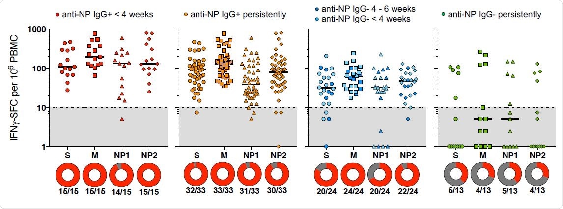 Frequency of T cells specific for different SARS-CoV-2 proteins in asymptomatic donors with distinct serological profiles. The frequency of IFN-γ-spot forming cells (SFC) reactive to the individual peptide pools is shown for the asymptomatic donors with distinct serological profiles (line = median). IFN-γ-SFC ≥10/106 PBMC were considered positive (grey area is below limit of detection). Circles below represent the percentage of a positive response (red) to the individual peptide pools.