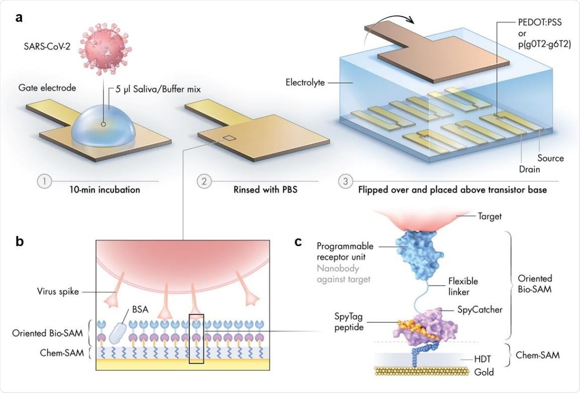 Schematic illustration of the nanobody-functionalized OECT sensor. a) Operation: The gate electrode is exposed to a mix of sample (such as saliva) and binding buffer (1), rinsed with PBS (2), and mounted on top of the OECT channel for signal acquisition (3). b) Gate functionalization layers. Chemical and biological monolayers (Chem-SAM and Bio-SAM) are self-assembled on the gate electrode surface. c) Molecular architecture. A synthetic SpyTag peptide is chemically coupled to the 1,6-hexanedithiol (HDT) monolayer to form a Chem-SAM. The nanobody-SpyCatcher fusion protein then attaches itself to this chemical layer through the autocatalytic formation of a covalent SpyCatcher-SpyTag bond, forming the Bio-SAM. The nanobody domain defines sensor specificity and is interchangeable. Bovine serum albumin (BSA) is physisorbed on the sensor surface during the final step of functionalization to prevent nonspecific binding. Schematic illustration of the nanobody-functionalized OECT sensor. a) Operation: The gate electrode is exposed to a mix of sample (such as saliva) and binding buffer (1), rinsed with PBS (2), and mounted on top of the OECT channel for signal acquisition (3). b) Gate functionalization layers. Chemical and biological monolayers (Chem-SAM and Bio-SAM) are self-assembled on the gate electrode surface. c) Molecular architecture. A synthetic SpyTag peptide is chemically coupled to the 1,6-hexanedithiol (HDT) monolayer to form a Chem-SAM. The nanobody-SpyCatcher fusion protein then attaches itself to this chemical layer through the autocatalytic formation of a covalent SpyCatcher-SpyTag bond, forming the Bio-SAM. The nanobody domain defines sensor specificity and is interchangeable. Bovine serum albumin (BSA) is physisorbed on the sensor surface during the final step of functionalization to prevent nonspecific binding.