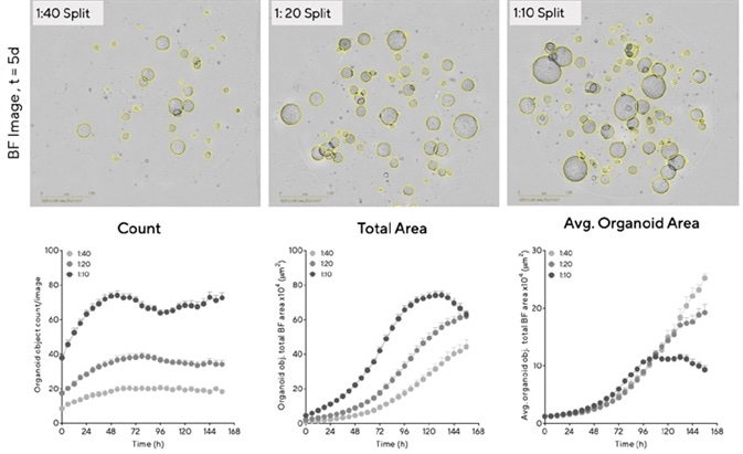 Determine optimal conditions for maximal organoid expansion. Mouse hepatic organoids were embedded in Matrigel® domes (100%) in 48-well plates at multiple seeding densities. BF Images (5 d post seeding) and time-courses of individual well area and count demonstrate density-dependent organoid growth. Data were collected over 168 h at 6 h intervals. All images captured at 4X magnification. Each data point represents mean ± SEM,