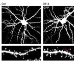 D614/G614 variants of SARS-CoV-2 affect neuronal transmission; G614 better at membrane fusion