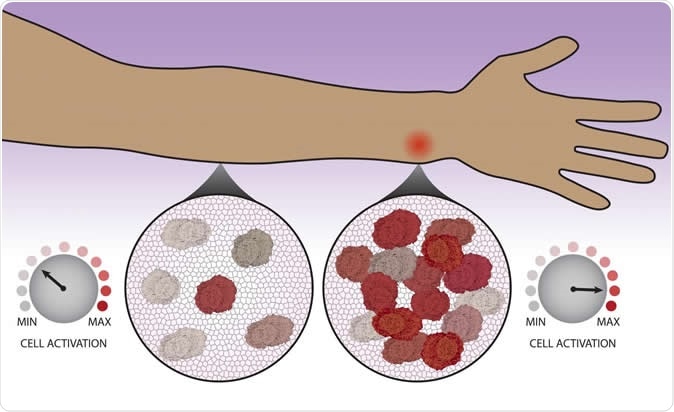 After migrating to a site to possible infection, immune cells count each other in order to decide whether to kick into high gear. Image Credit: Northwestern University / Shutterstock
