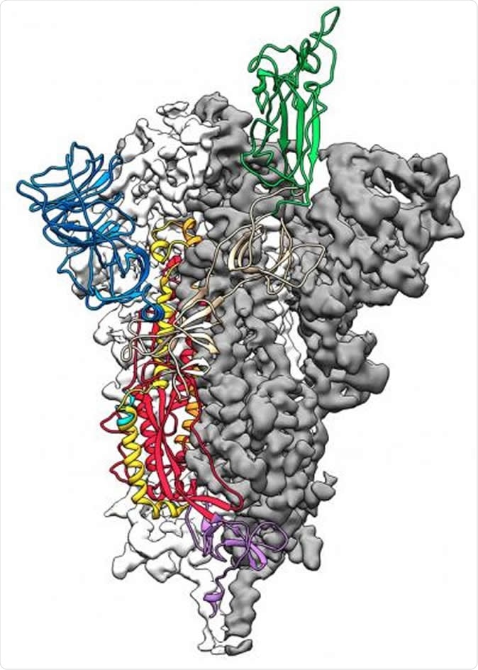 This is a 3D atomic scale map, or molecular structure, of the 2019-nCoV spike protein. The protein takes on two different shapes, called conformations--one before it infects a host cell, and another during infection. This structure represents the protein before it infects a cell, called the prefusion conformation. Image Credit: Jason McLellan/Univ. of Texas at Austin
