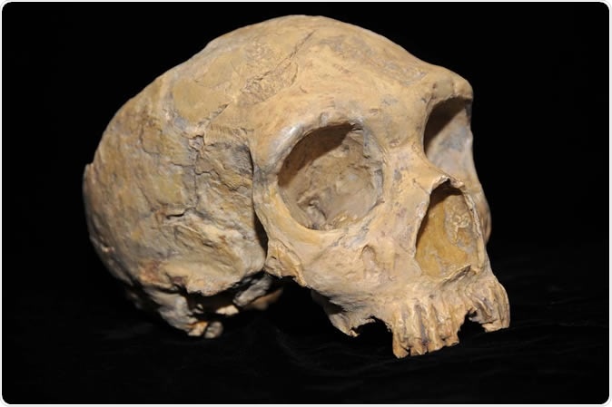 Earliest interbreeding event between ancient human populations discovered.