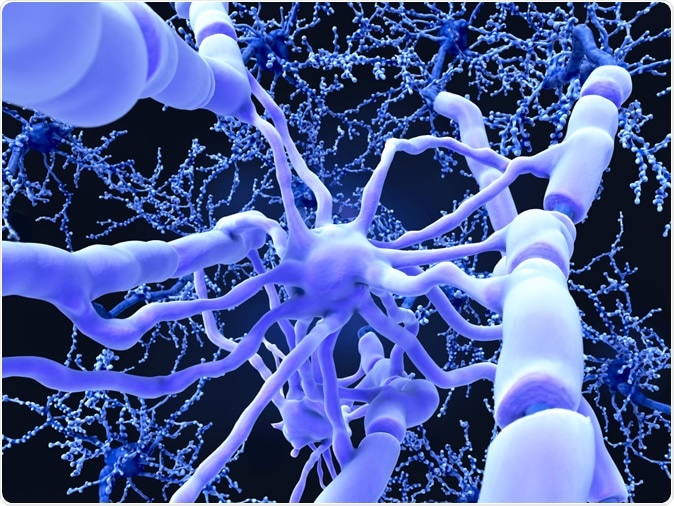 Oligodendrocyte forms insulating myelin sheaths around neuron axons in the central nervous system. Image Credit: Juan Gaertner / Shutterstock