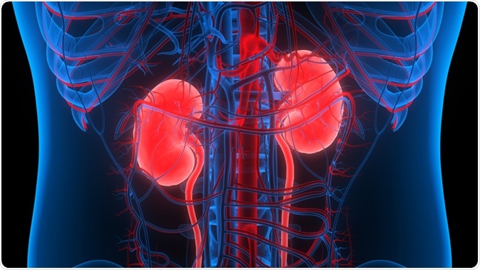 Kidney Kidney