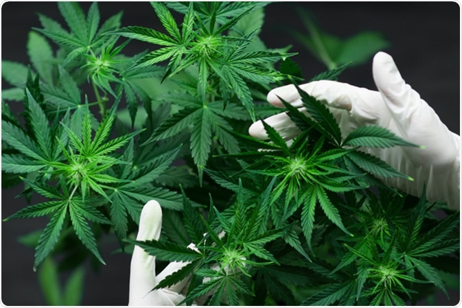 Cannabis sativa. Image Credit: Dmytro Tyshchenko / Shutterstock