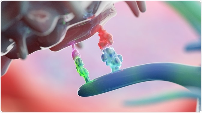 immune checkpoint inhibitors