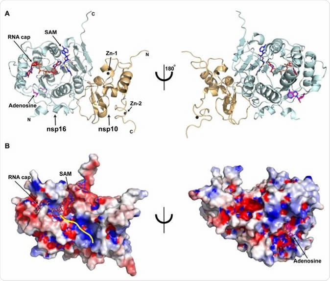 Overall structure of the SARS-CoV-2 nsp16/nsp10 ternary complex A) Subunit arrangement of nsp16 (cyan) and nsp10 (orange cartoons) proteins with respect to RNA cap (red), and SAM (blue). Proteins, nucleotides are shown in cartoon and stick modes, respectively. Black spheres, Zn2+ atoms bound to nsp10; Magenta stick, adenosine bound to nsp16. B) Electrostatic surface representation of nsp16/nsp10 with saturated blue and red at +5 kT/e and -5 kT/e, respectively. A yellow line represents a tentative path for downstream RNA sequence calculated by superposing the target bases in current, VP39, and Dengue NS5 ternary complexes.