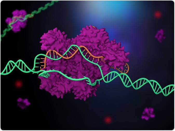 3d illustration of CRISPR-Cas9 genome editing system. Illustratin Credit: Meletios Verras / Shutterstock