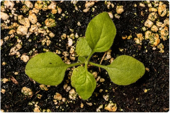 Young Tobacco Plant (Nicotiana benthamiana). Image Credit: Hanjo Hellmann / Shutterstock