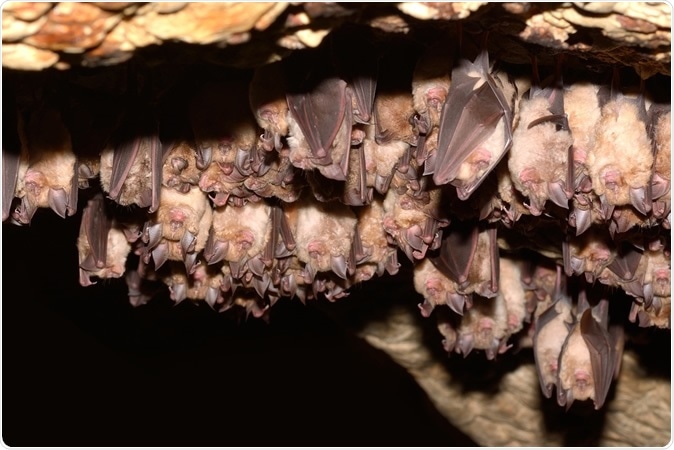 Group of Greater horseshoe bat (Rhinolophus ferrumequinum). Image Credit: Shutterstock