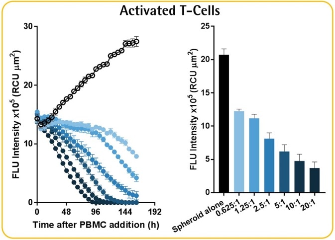 Immune Cells Killing 3D Tumor Spheroids in 96-Well Live-Cell Assay