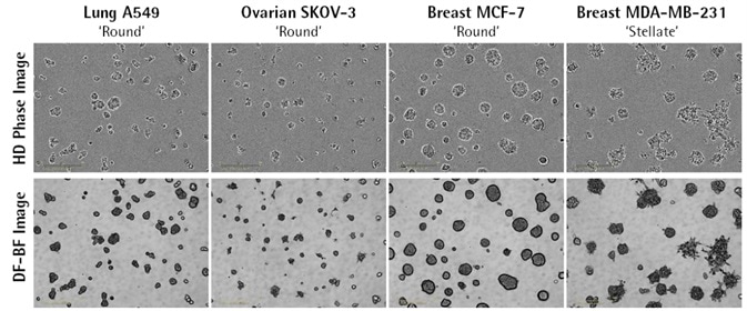 Multi-Spheroid 3D Tumor Assays Development for Live-Cell Analysis