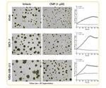 Multi-Spheroid 3D Tumor Assays Development for Live-Cell Analysis