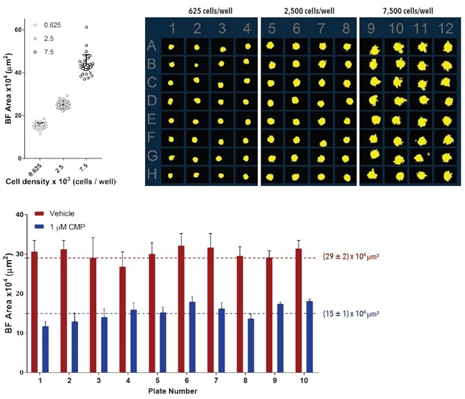 Precision and reproducibility of spheroid growth and shrinkage. Growth and shrinkage of A549 cells in a spheroid assay. For intra-plate reproducibility assessment, cells were plated at a density of 625, 2,500 or 7,500 cells per well and spheroids allowed to form for 72-hours. Variability plot analysis shows the largest BF area of individual wells at 180-hours post spheroid formation. Microplate overview image shows BF segmentation at 120-hours post spheroid formation. Data is expressed as mean ± SD (n=32). For inter-plate variability studies, cells were plated at a density of 2,500 cells per well, spheroid allowed to form for 72 - hours then treated with ±1 µM camptothecin. Bar graph analysis shows the Largest BF Object area (µm2) for both treatment groups. Data were collected over a 180-hour period at 6-hour intervals. All images captured at 10x magnification. Each data point represents mean ±SD,
