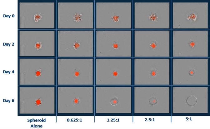 Immune Cells Killing 3D Tumor Spheroids in 96-Well Live-Cell Assay
